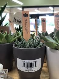 How many trader joe's locations are there in the united states in 2021? Trader Joe S Has 3 Succulents And I Am Obsessed