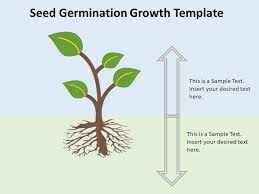 Seed Germination Growth Powerpoint Template In 2021 Seed Germination Germination Powerpoint Templates