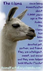View 3 335 nsfw videos and pictures and enjoy cumontongue with the endless random gallery on scrolller.com. Llama Facts Animal Facts Encyclopedia