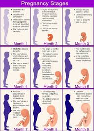 Pregnancy Pregnancy Pregnancy Stages Pregnancy Months
