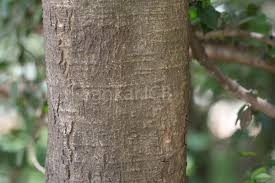 Image result for Streblus