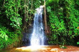 My Crazy Christmas Miracle In Tahiti Jardim Jardim Tropical Tropical