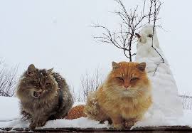Siberian Cat Milye Zhivotnye Zhivotnye Kot