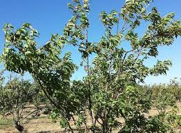 Grows in thick stands on dry and sterile soils. Do Wind And Fruit Go Together