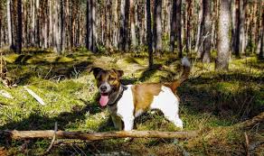 The jack chi is a mixed breed dog a cross between the jack russell terrier and chihuahua dog breeds. What To Expect From The Unexpected Chihuahua Terrier Mix Animalso