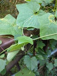 Image result for Sicyos