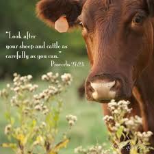 Look After Your Sheep And Cattle Cow Quotes Cattle Showing Livestock
