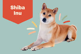 We did not find results for: Shiba Inu Dog Breed Information Characteristics Daily Paws