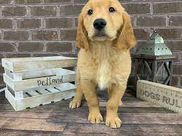 Come join the discussion about breeds, training, puppies, food reviews, service animals. Golden Retriever Puppies Petland Knoxville