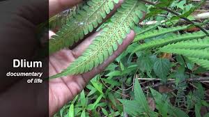 Image result for Christella dentata