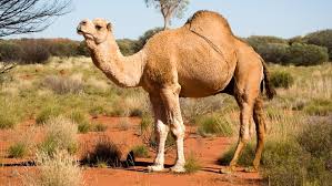 Yes, in the arab world, camels have long been given names. Top 10 Animals With Longest Gestation Period Bravo Animals