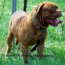 A very old breed, this dog was used for boar and bear hunting and then. Puppyfind Dogue De Bordeaux Puppies For Sale
