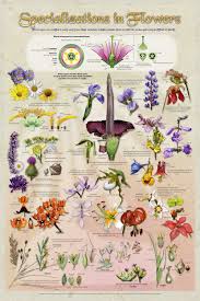 Specializations In Flowers Poster Flower Identification