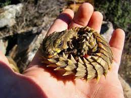 Dragon Armadillo Lizard Lizard Animals Beautiful