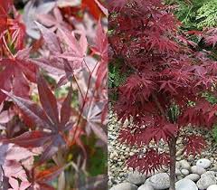 Variegated field maple tree latin name: Garden Patio 2l Large Acer Palmatum Butterfly Shrub Plant Variegated Leaves 1x 2ft Globalgym Parsberg Com