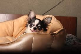 We did not find results for: How Much Are The Micro Chihuahua Neeness