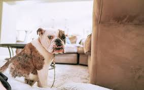 Check spelling or type a new query. Why Bulldogs Are The Most Expensive Dogs To Own Bulldogguide Com