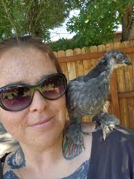 Free ranging chickens in the backyard