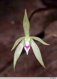 Image result for Nervilia crociformis