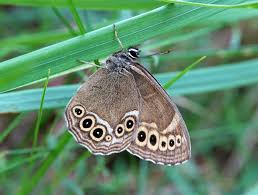 Image result for Lopinga achine