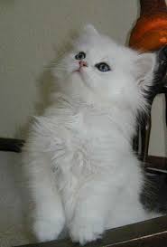 Free Persian Cats For Adoption Persian Cat To For Free Adoption Abu Dhabi City Pets For Free City Pets Cat Adoption Persian Cat