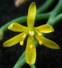 Image result for Eriospermum porphyrium