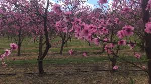 Shop for cherry blossoms trees now Fabulous Cherry Blossom In Perth Australia Youtube