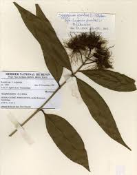 Image result for Syzygium owariense