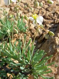 Image result for Hypertelis