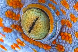 Eye of a gecko - Jim Zuckerman photography & photo tours