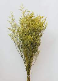 Yellow Preserved Caspia Filler Flowers 20 24 Tall Happy Flowers Dried Flowers Silk Flowers Wedding