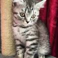 British shorthair silver tabby kittens for sale - May 2020
