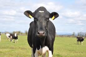 Maybe you would like to learn more about one of these? Animal Welfare A Top Priority For Organic Farmers Ifoam Organics Europe