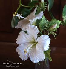Maybe you would like to learn more about one of these? White Hibiscus On Cake Central White Hibiscus Hibiscus Flowers Hibiscus Plant