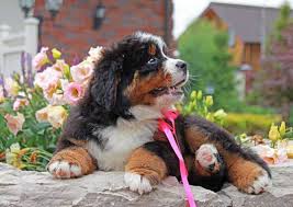 Lancaster puppies ® is a federally registered trademark owned by online advertising, llc. Bernese Mountain Dog Bernese Mountain Puppies For Sale Facebook