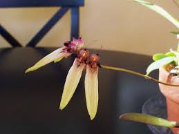 Image result for Bulbophyllum longiflorum