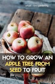 How To Grow An Apple Tree From Seed To Fruit In 2020 Apple Tree From Seed Apple Tree Fruit