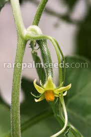 Image result for Kedrostis leloja