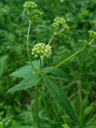 Image result for Sanicula elata