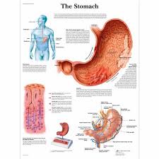 the stomach chart