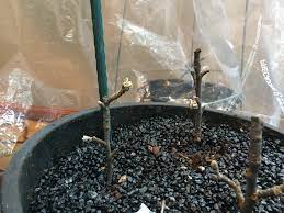 Whether you need more violets in your own home, or are planning ahead towards christmas, mother's day, or easter, establishing african violet cuttings is a surprisingly easy exercise. Ask An Expert It S Not Easy To Root Apple Tree From Cuttings Oregonlive Com