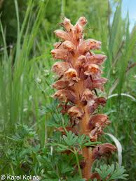 Image result for Orobanche