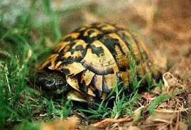 Image result for Hermannia comosa