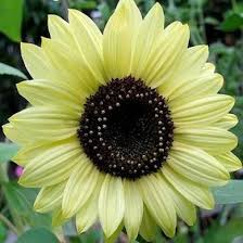 Velvet queen, bunga matahari berwarna. 16 Lemon Queen Sunflower Ideas Sunflower Plants Flowers