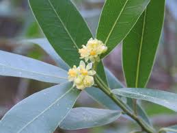 Plants retreat to leafy rosettes in winter. Napa Valley S Living Landscapes The Riches Of Native Plants Home And Garden Napavalleyregister Com