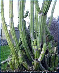 It's good to know this so you can plan where to put your cactus and decide what. About Cactus Kate Strain Of San Pedro