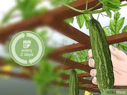 It is important to keep the soil moist but not soggy. How To Plant Bitter Melon With Pictures Wikihow