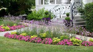 Meteor shower® (verbena bonariensis) — buy now from proven winners. Garden Answer These Plants Meteor Shower Verbena Facebook