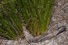 Image result for Schoenus