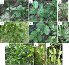 Image result for Strychnos usambarensis